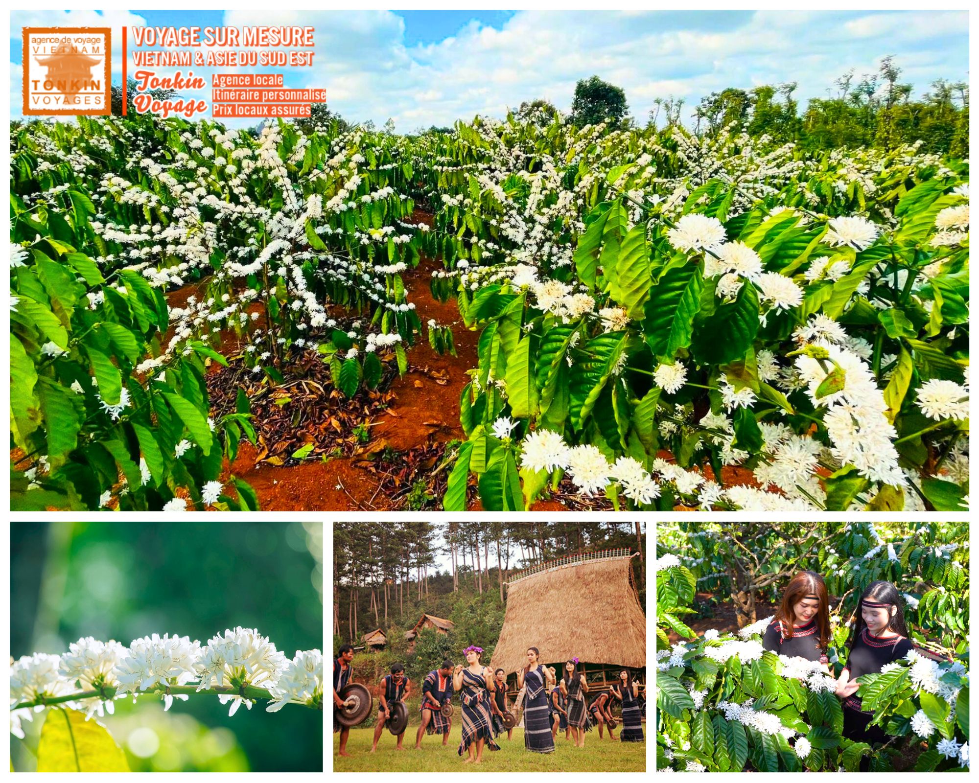Voyage au Vietnam les plus belles floraisons caf&eacute;iers en fleurs